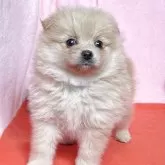 ポメラニアン【鹿児島県・女の子・2025年6月7日・クリーム】の写真4