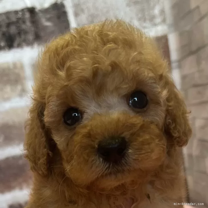 こもりっち 様のお迎えした子犬