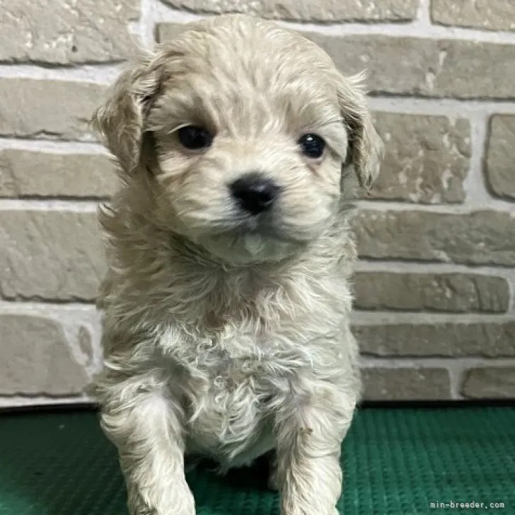 ID：2303-05500の子犬