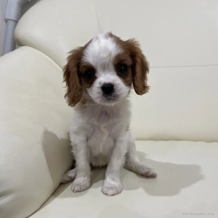 ID：2302-04639の子犬