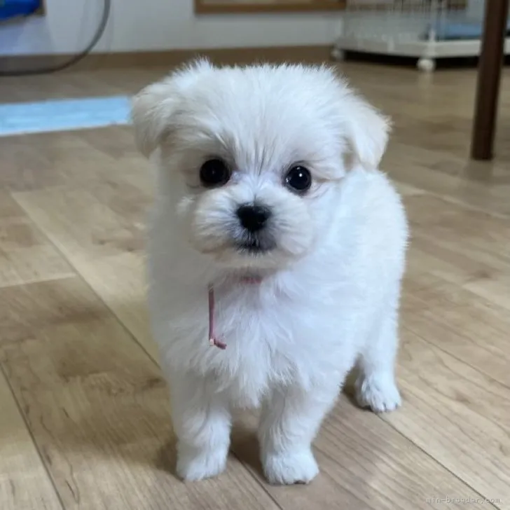 ID：2309-06393の子犬