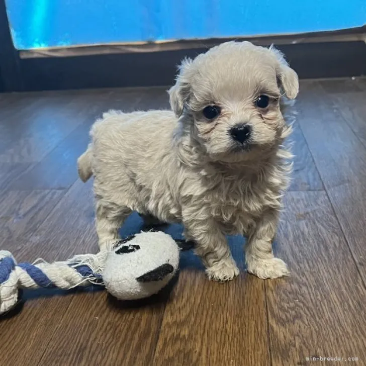 ID：2303-05421の子犬