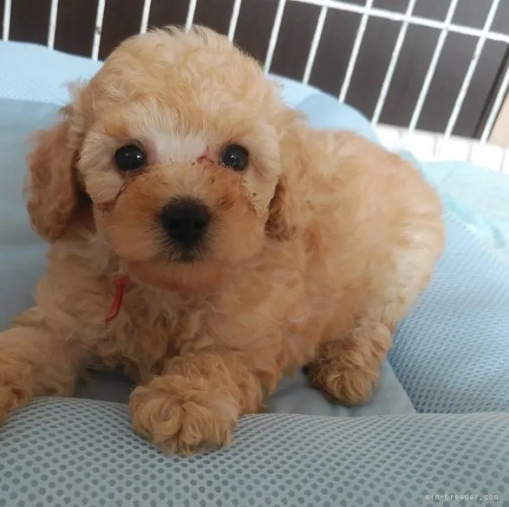 ID：2207-00393の子犬