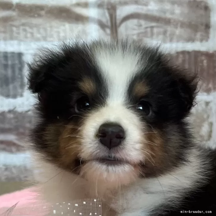 TanaG 様のお迎えした子犬