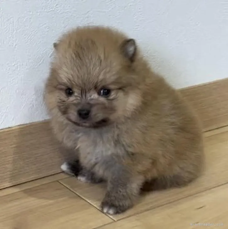 ID：2211-01743の子犬