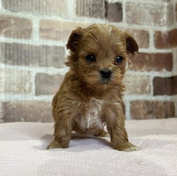 マルプー(トイプードル×マルチーズ)【鹿児島県・女の子・2023年10月8日・アプリコット】の写真「兄妹の中で一番小さい子❣️」