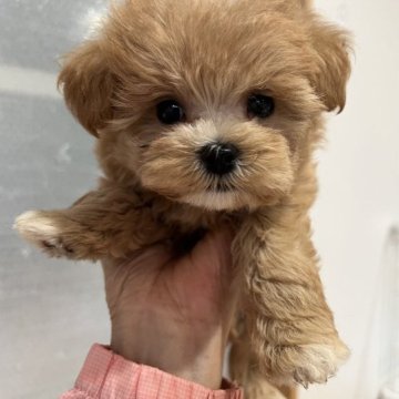 マルプー(トイプードル×マルチーズ)【鹿児島県・女の子・2023年10月8日・アプリコット】の写真「新しいご家族様決まりました💕」