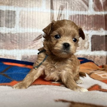 マルプー(トイプードル×マルチーズ)【鹿児島県・男の子・2023年10月8日・アプリコット】の写真「つぶらな瞳の可愛い男の子❣️」