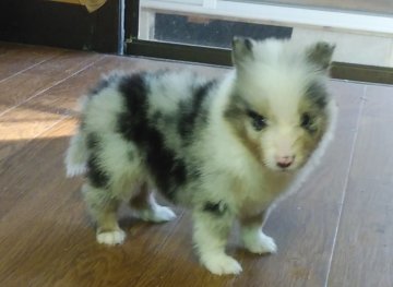 シェットランドシープドッグ【鹿児島県・男の子・2021年8月19日・ブルーマール】の写真「愛くるしい男の子」