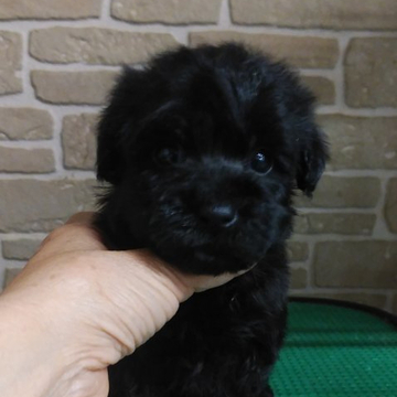 ミックス(トイプードル×ヨークシャーテリア【鹿児島県・男の子・2022年4月11日・ブラック】の写真「可愛い男の子」