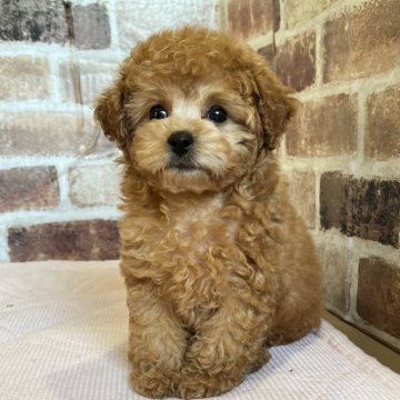 トイプードル(タイニー)【鹿児島県・女の子・2023年11月7日・アプリコット】の写真「クリクリ瞳の可愛い子💕両親三項目遺伝子検査クリ❣️」