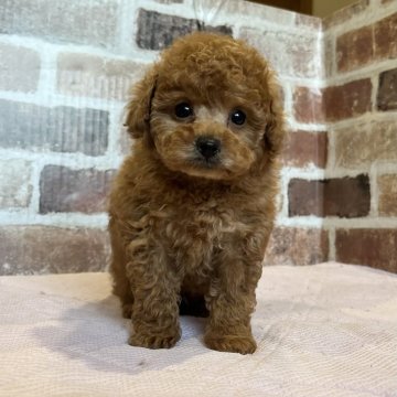 トイプードル(タイニー)【鹿児島県・男の子・2023年11月7日・アプリコット】の写真「元気で可愛い男の子💕年末年始対応可❣️」