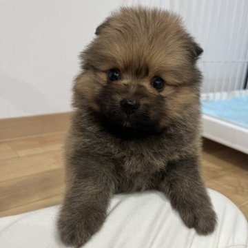 ポメラニアン【鹿児島県・女の子・2023年7月2日・オレンジ】の写真「おかげさまで新しい御家族が決まりました💕」