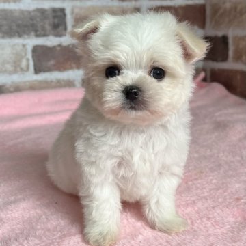 チワマル(マルチーズ×チワワ)【鹿児島県・男の子・2024年3月6日・ホワイト】の写真「新しい御家族様決まりました。ありがとうございました」