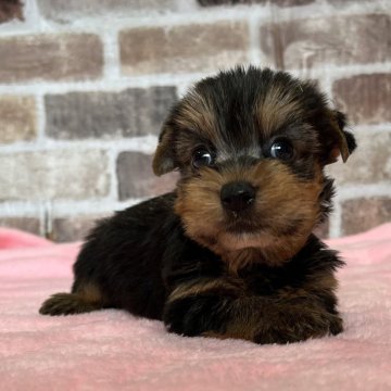 ヨークシャーテリア【鹿児島県・男の子・2024年5月16日・スチールブルー&タン】の写真「可愛い男の子❣️」