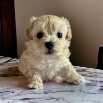 ミックス(マルチーズ✖️トイプードル)【鹿児島県・男の子・2023年7月10日・クリーム】の写真「ひとりっ子の甘えん坊さん💕」