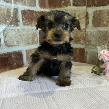 ヨークシャーテリア【鹿児島県・女の子・2023年7月30日・スチールブルー&タン】の写真「見学の予約が入りました。」