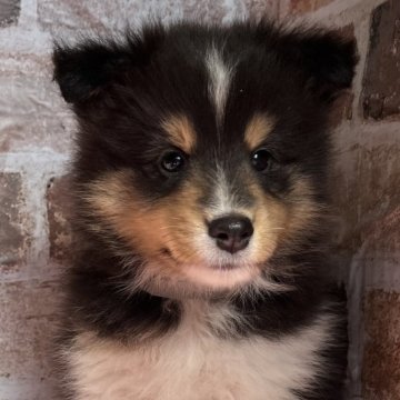 シェットランドシープドッグ【鹿児島県・男の子・2024年2月24日・ブラックホワイト&タン】の写真「人懐っこく甘えん坊さん💕」