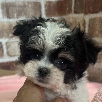 チワマル(マルチーズ×チワワ)【鹿児島県・男の子・2024年3月6日・ブラック&ホワイト】の写真「クリッとした瞳の可愛い男の子💕」