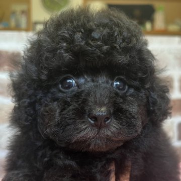 トイプードル(トイ)【鹿児島県・男の子・2024年6月15日・ブラック】の写真「コロコロで毛量の多い子です💕」