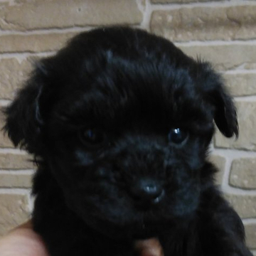 ミックス(プードル×ヨークシャー・テリア)【鹿児島県・男の子・2022年4月11日・ブラック】の写真「可愛い男の子」