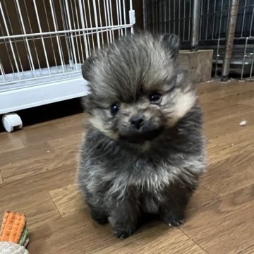 ポメラニアン【鹿児島県・女の子・2023年3月5日・オレンジセーブル】の写真「小ぶりで可愛いふわふわモコモコの女の子💕💕」