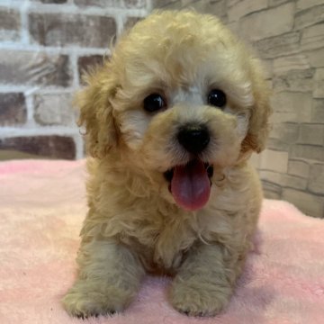 トイプードル(トイ)【鹿児島県・男の子・2024年7月27日・クリーム】の写真「近日中に掲載終了予定！早めのお問い合わせを🙇‍♀」