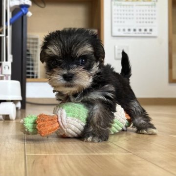 ミックス(マルチーズ✖️ヨーキー)【鹿児島県・女の子・2023年5月7日・ブラックホワイト&タン】の写真「小さくて可愛い女の子💕」