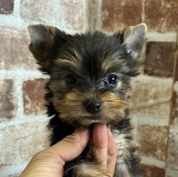 ヨークシャーテリア【鹿児島県・女の子・2023年7月30日・スチールブルー&タン】の写真「小ぶりで美人さんです❣️」