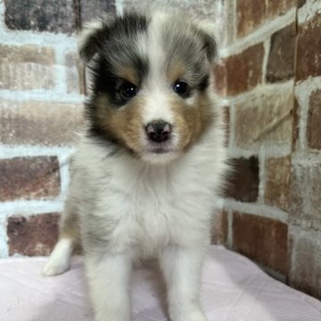 シェットランドシープドッグ【鹿児島県・男の子・2023年8月27日・ブルーマール】の写真「新しいご家族様決まりました💕」