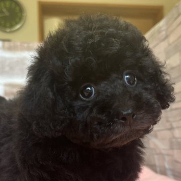 トイプードル(トイ)【鹿児島県・女の子・2024年6月15日・ブラック】の写真「コロコロで毛量の多い女の子❣️」