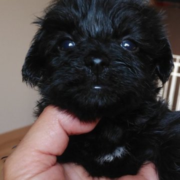 ミックス(トイプードル×ヨークシャー・テリア【鹿児島県・女の子・2022年4月11日・ブラック】の写真「胸元の白がチャームポイントの可愛い女の子」