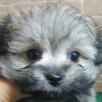 ミックス(マルチーズ×ポメラニアン)【鹿児島県・女の子・2022年4月23日・ウルフセーブル】の写真「大きな目の可愛い女の子」
