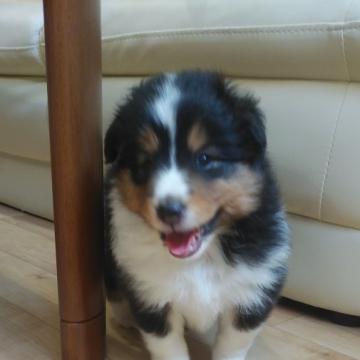 シェットランドシープドッグ【鹿児島県・女の子・2022年5月29日・ブラックホワイト&タン】の写真「遺伝子検査クリアの両親から生まれた可愛い女の子！」