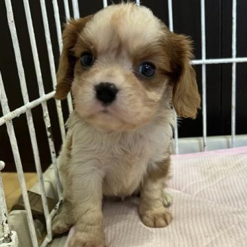 キャバリア【鹿児島県・男の子・2022年6月12日・ブレンハイム】の写真「小さめの男の子!」