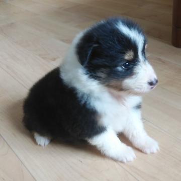 シェットランドシープドッグ【鹿児島県・女の子・2022年5月29日・ブラックホワイト&タン】の写真「遺伝子検査クリアの両親から生まれた可愛い子！」