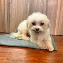 マルチーズ【・男の子・2020年7月26日・ホワイト】