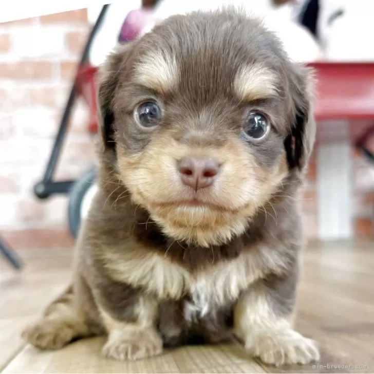 ID：2506-01642の子犬