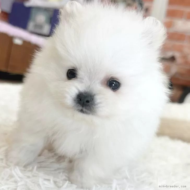 ポメラニアン【神奈川県・男の子・2025年10月26日・クリーム】の写真1