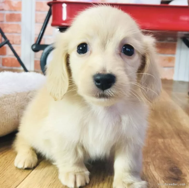 ID：2501-05656の子犬