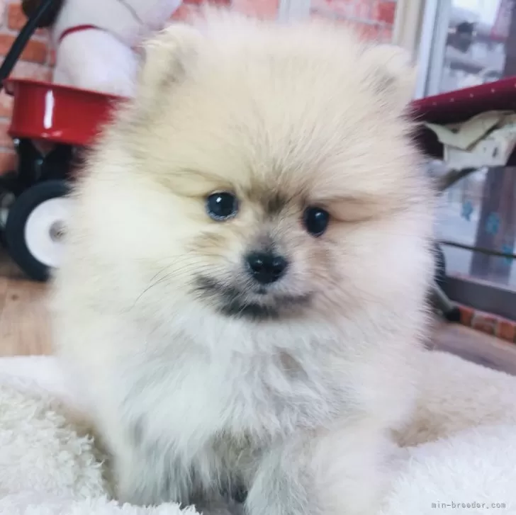 ID：2502-06409の子犬