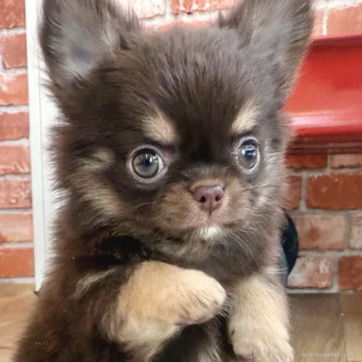 HK 様のお迎えした子犬