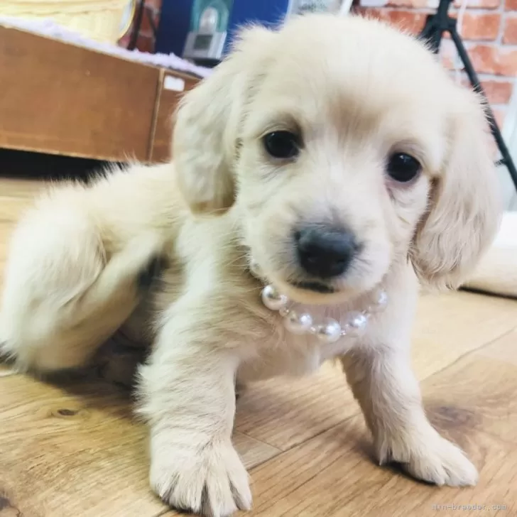 ID：2502-04201の子犬