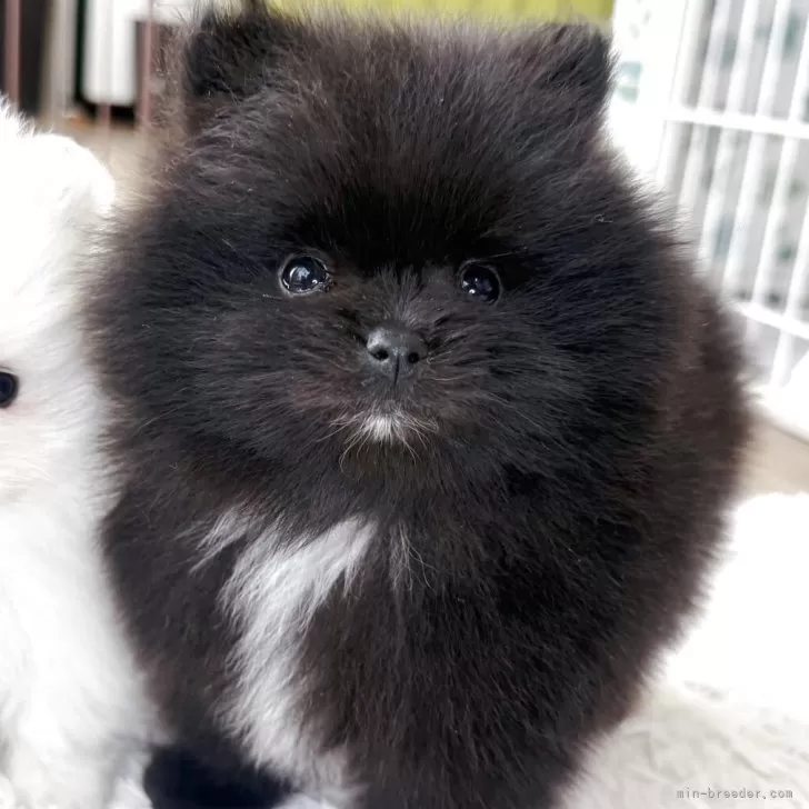 ポメラニアン【神奈川県・男の子・2025年10月26日・ブラック&amp;ホワイト】の写真1