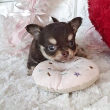 チワワ(ロング)【神奈川県・男の子・2025年9月29日・チョコタン】の写真「☆小降りです☆」