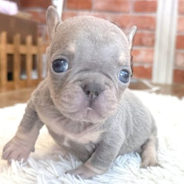 フレンチブルドッグ【神奈川県・女の子・2025年9月13日・ライラックタン】の写真「☆レアカラー☆ライラックタン女の子☆」