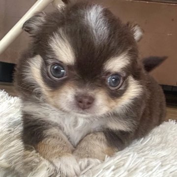 チワワ(ロング)【神奈川県・男の子・2025年10月23日・チョコタン&ホワイト】の写真「♡キュートな男の子♡」