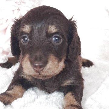 カニンヘンダックスフンド(ロング)【神奈川県・男の子・2025年10月6日・チョコタン】の写真「☆きれいな女の子☆」