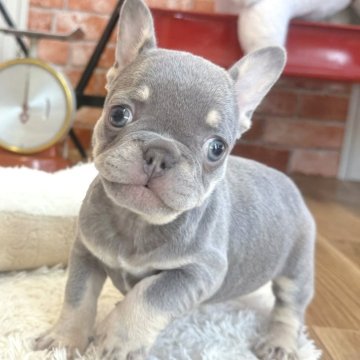 フレンチブルドッグ【神奈川県・女の子・2025年9月13日・ライラックタン】の写真「☆レアカラー☆ライラックタン女の子☆」