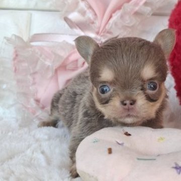 チワワ(ロング)【神奈川県・女の子・2025年9月29日・イザベラタン】の写真「☆小降りで綺麗な女の子☆」